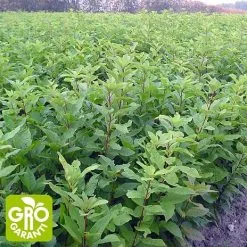 Andre Mærker Fuglekirsebær 40-60 Cm - Træ - 25 Stk. Pr. Bundt