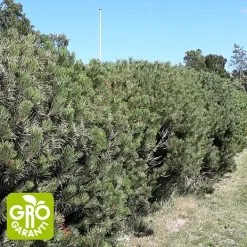 Andre Mærker Bjergfyr 10-20 Cm - Træ - 25 Stk. Pr. Bundt