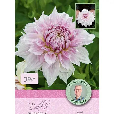 Claus Dalby - Dahlia Shiloh Noelle