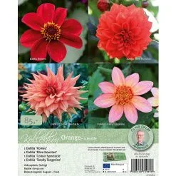 Claus Dalby Kollektion - Orange