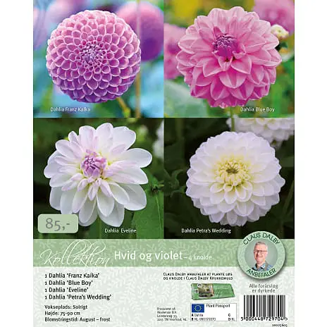 Claus Dalby Dahlia Kollektion 4 Knolde - Hvid Og Violet
