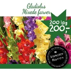 Blomsterhaven - Gladiolus Grandiflora Mix Crate