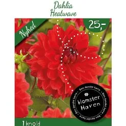 Blomsterhaven - Dahlia Heatwave