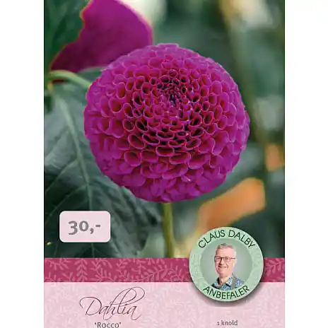 Claus Dalby - Dahlia Rocco
