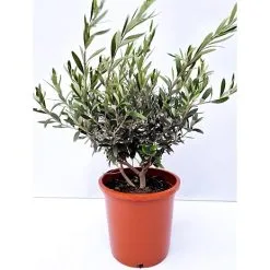 Middelhavsplante Olivenbusk