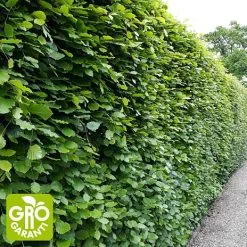 Andre Mærker Bøg 50-80 Cm - Hæk - 10 Stk.