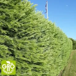 Andre Mærker Japansk Lærk 30-50 Cm - Træ - 25 Stk. Pr. Bundt
