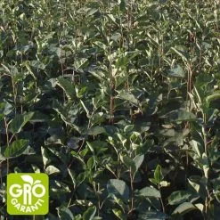 Andre Mærker Aks Bærmispel 30-50 Cm - Hæk - 25 Stk. Pr. Bundt