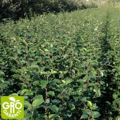 Andre Mærker Skovæble 30-50 Cm - Træ - 25 Stk. Pr. Bundt