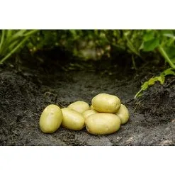 Køkkenhaven Læggekartofler Ballerina - 1,5 Kg