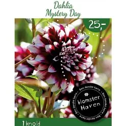 Blomsterhaven - Dahlia Mystery Day