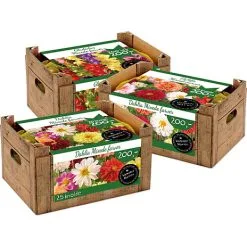 Blomsterhaven - Dahlia Unwin Mix Crate