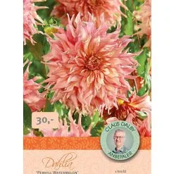 Claus Dalby Dahlia Phenhill Watermelon