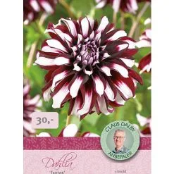 Claus Dalby Dahlia Tartan