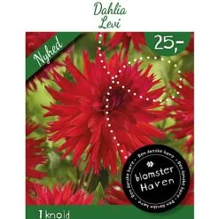 Blomsterhaven - Dahlia Cactus Levi