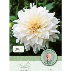 Claus Dalby - Dahlia Café Au Lait