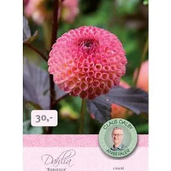 Claus Dalby Dahlia Burlesca