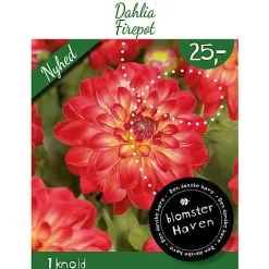 Blomsterhaven - Dahlia Firepot