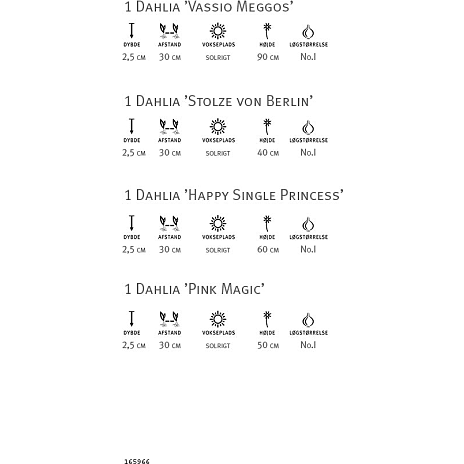 Claus Dalby Dahlia Kollektion 4 Knolde - Hvid Og Violet - Billede 2