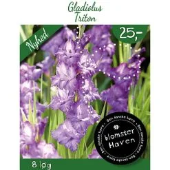 Blomsterhaven - Gladiolus Grandiflora Triton