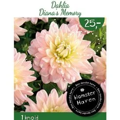 Blomsterhaven Dahlia Diana's Memory 1 Knold