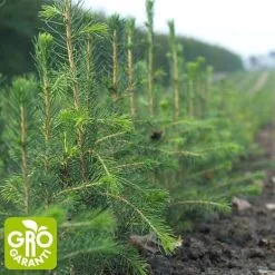 Andre Mærker Rødgran 30-60 Cm - Træ - 25 Stk. Pr. Bundt