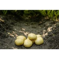 Køkkenhaven Læggekartofler Solist - 1,5-2 Kg