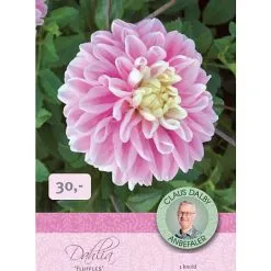 Claus Dalby Dahlia Fluffles