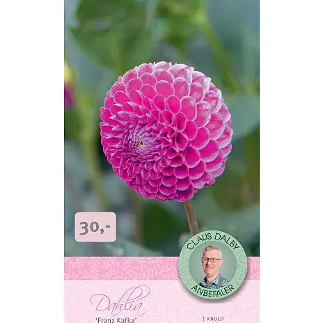 Claus Dalby - Dahlia Franz Kafka