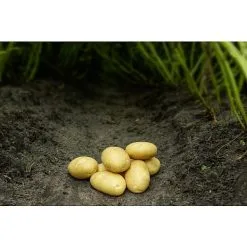 Køkkenhaven Læggekart Sava øko - 1,5 Kg