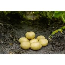 Køkkenhaven Læggekartofler Maya - 1,5 Kg