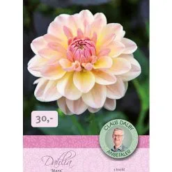 Claus Dalby - Dahlia Maya