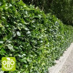 Andre Mærker Bøg 100-120 Cm - Hæk - 10 Stk. Pr. Bundt