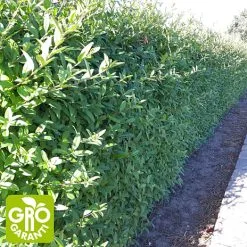 Andre Mærker Liguster 100-120 Cm - Hæk - 10 Stk. Pr. Bundt