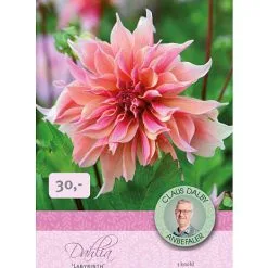 Claus Dalby Dahlia Labyrinth