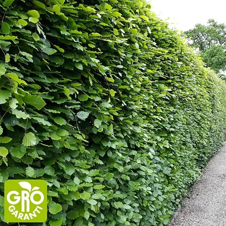 Andre Mærker Bøg 150-180 Cm - Hæk - 5 Stk. Pr. Bundt