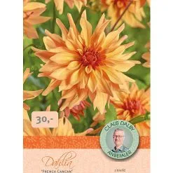 Claus Dalby Dahlia French Cancan